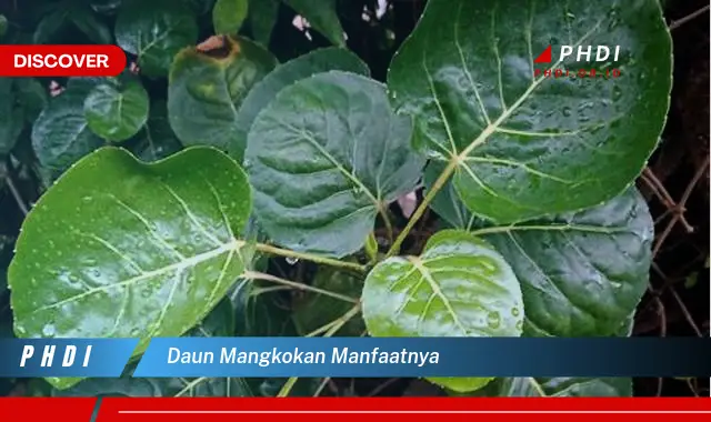 daun mangkokan manfaatnya