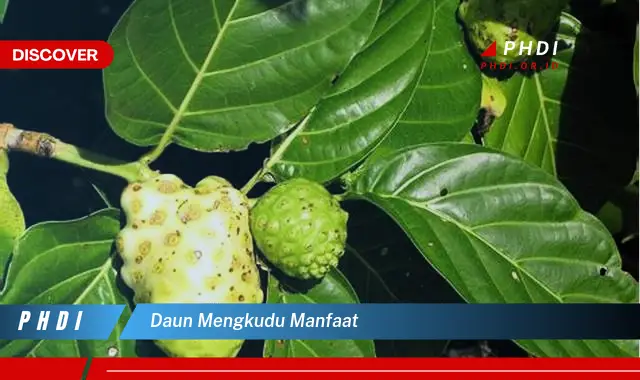 daun mengkudu manfaat