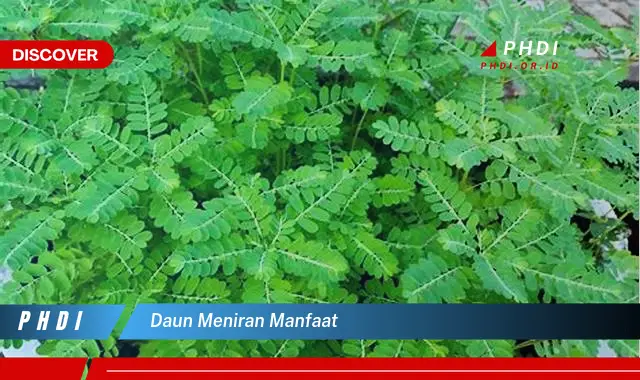 daun meniran manfaat