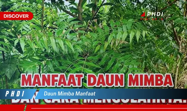 daun mimba manfaat