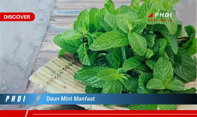 daun mint manfaat