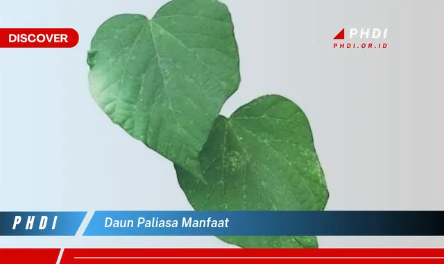 daun paliasa manfaat