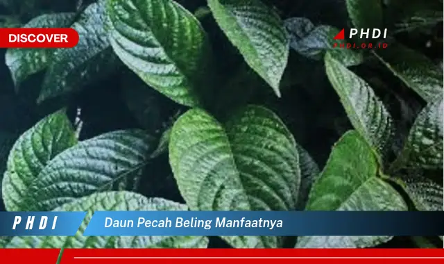 daun pecah beling manfaatnya