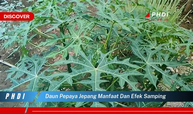 daun pepaya jepang manfaat dan efek samping