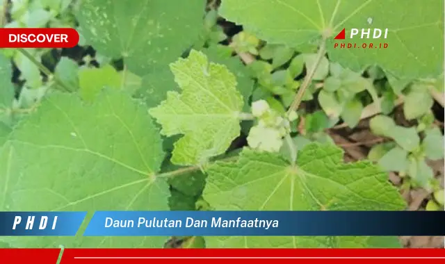 daun pulutan dan manfaatnya