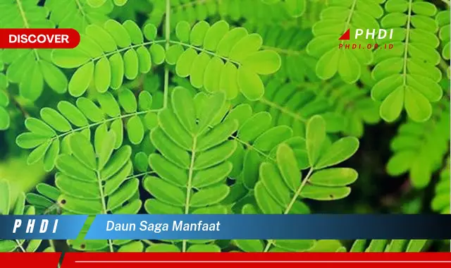 daun saga manfaat