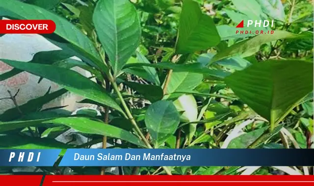 daun salam dan manfaatnya