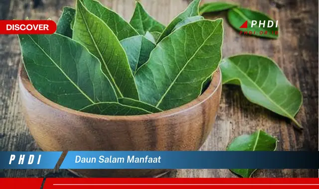 daun salam manfaat