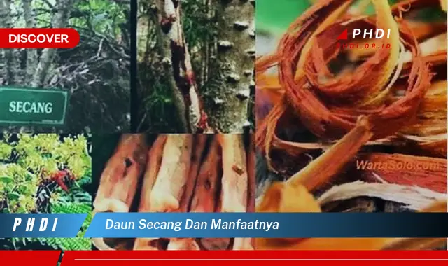 daun secang dan manfaatnya