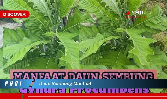 daun sembung manfaat