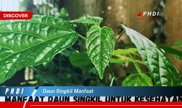 daun singkil manfaat