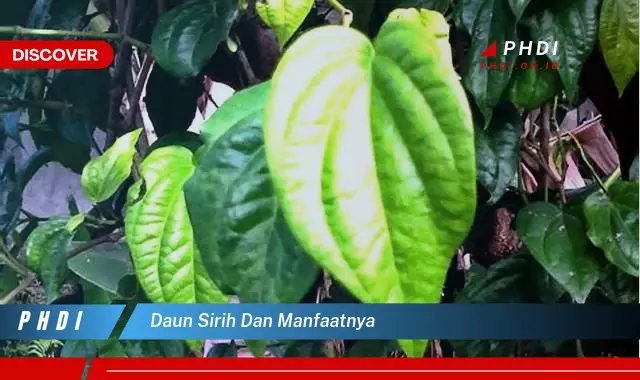 daun sirih dan manfaatnya