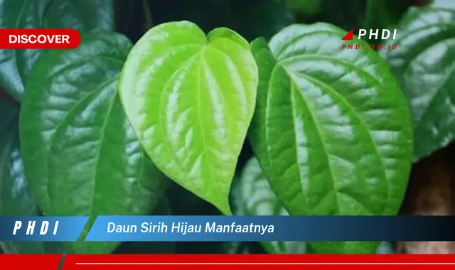 daun sirih hijau manfaatnya