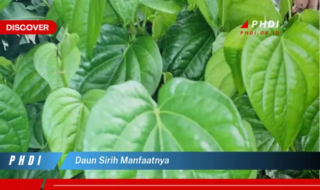 daun sirih manfaatnya