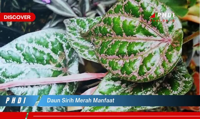 daun sirih merah manfaat