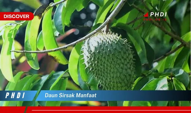 daun sirsak manfaat