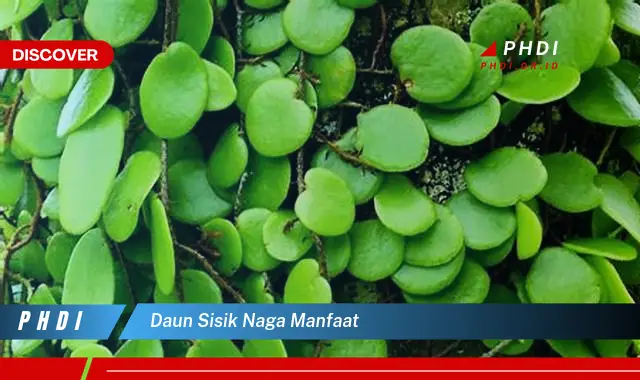 daun sisik naga manfaat