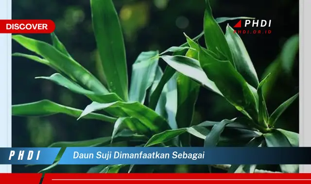 daun suji dimanfaatkan sebagai