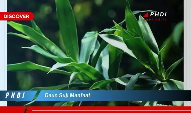 daun suji manfaat