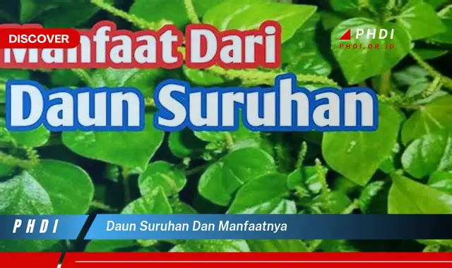 daun suruhan dan manfaatnya