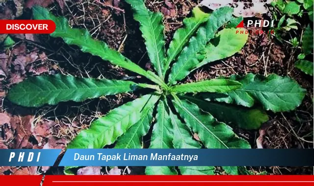 daun tapak liman manfaatnya