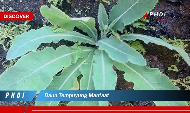 daun tempuyung manfaat