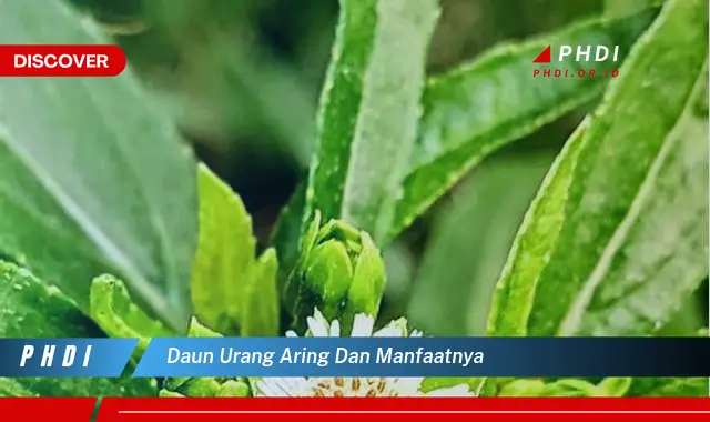 daun urang aring dan manfaatnya