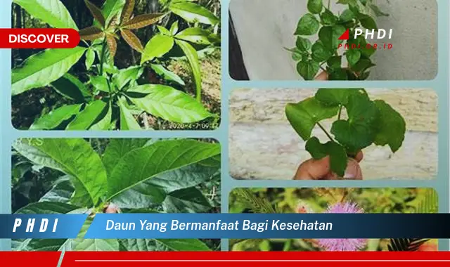 daun yang bermanfaat bagi kesehatan