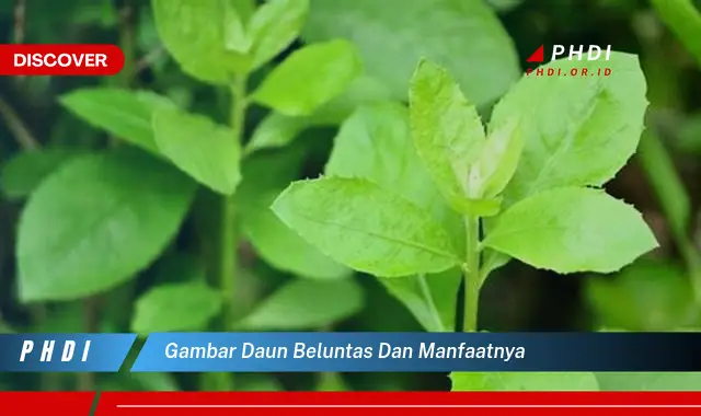 gambar daun beluntas dan manfaatnya