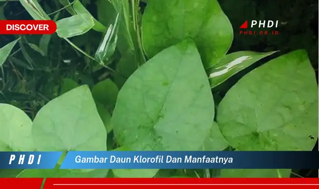 gambar daun klorofil dan manfaatnya