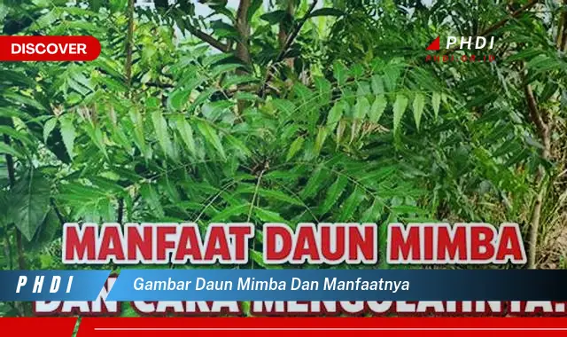 gambar daun mimba dan manfaatnya