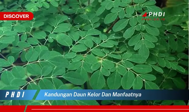 Temukan Manfaat Daun Kelor yang Bikin Kamu Penasaran!