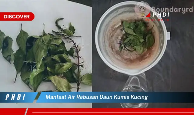 manfaat air rebusan daun kumis kucing