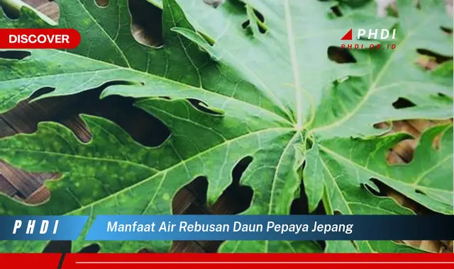 manfaat air rebusan daun pepaya jepang