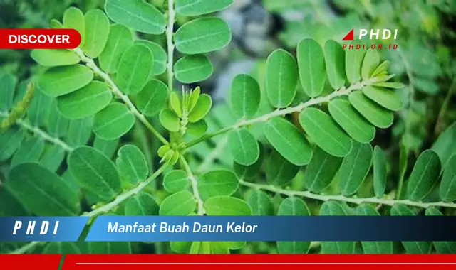 manfaat buah daun kelor