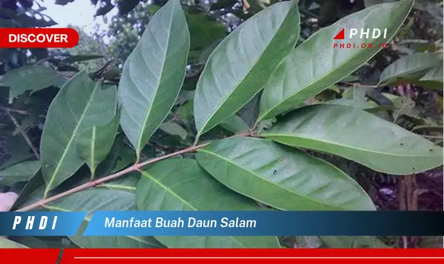 manfaat buah daun salam