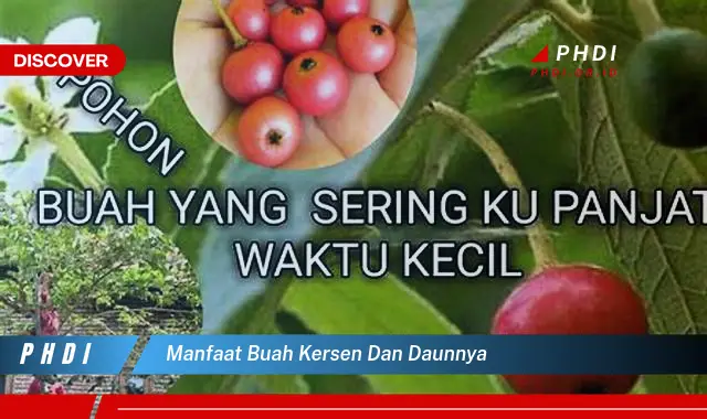 manfaat buah kersen dan daunnya