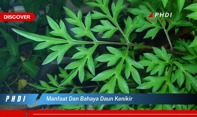 manfaat dan bahaya daun kenikir