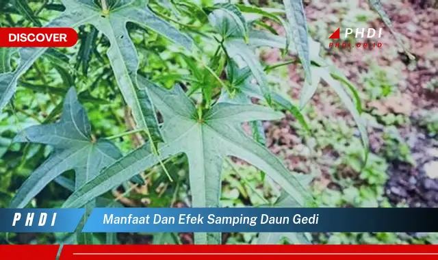 manfaat dan efek samping daun gedi