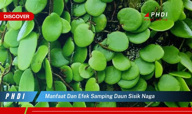 manfaat dan efek samping daun sisik naga