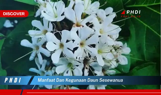 manfaat dan kegunaan daun sesewanua