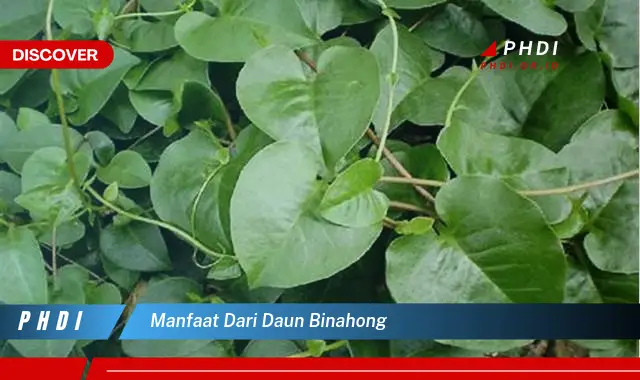 manfaat dari daun binahong