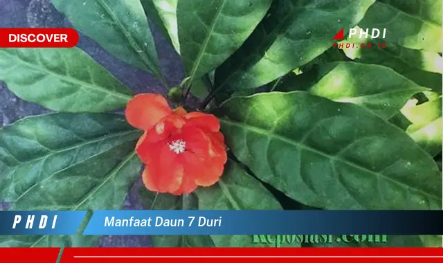 manfaat daun 7 duri