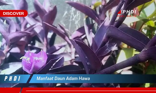 manfaat daun adam hawa