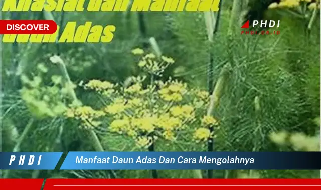 manfaat daun adas dan cara mengolahnya