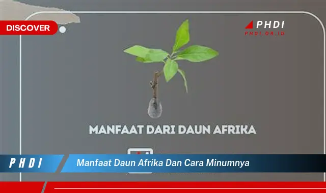 manfaat daun afrika dan cara minumnya