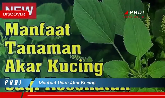 manfaat daun akar kucing