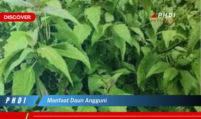 manfaat daun angguni