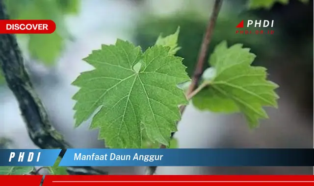 manfaat daun anggur