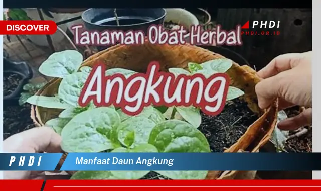 manfaat daun angkung